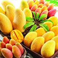 Meta Melt African mango Fruit Extract