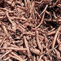 Meta Melt Forskolin Root Extract